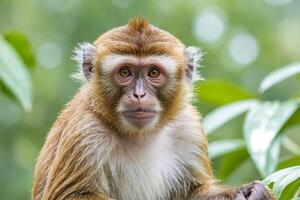 Close-up of a monkey's face with a soft, blurred background photo