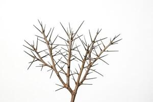 Closeup of a thorny, bare tree branch against a white background photo