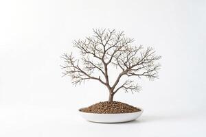 Bonsai Tree with Bare Branches in a White Pot photo