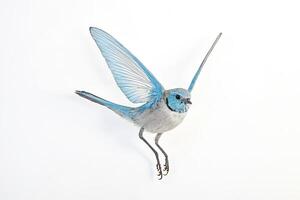 Blue-winged Fairy-wren in Flight photo