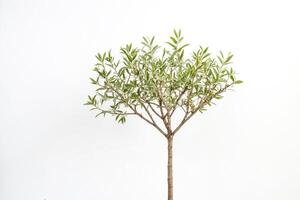 Small Tree Branch with Green Leaves Isolated on White photo