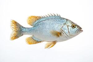 White Crappie Isolated on White Background photo