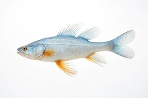 Closeup of a Blue and Yellow Fish on a White Background photo