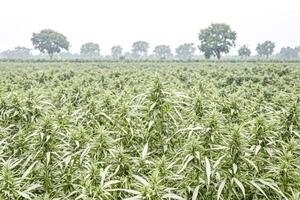 Lush Green Hemp Field in Foggy Morning photo
