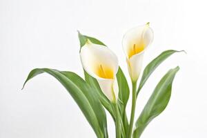 Close Up of Two Calla Lilies with Green Leaves on a White Background photo