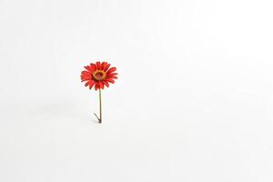 Single Red Flower on White Background photo