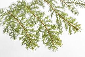 Pine branch isolated on white background photo