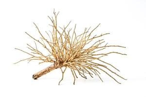 Dry branches isolated on white background photo