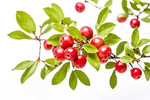 Branch of red apples with green leaves on white background photo