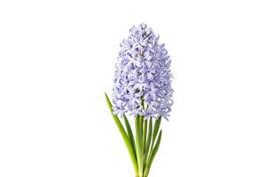 Close-up of a Single Purple Hyacinth Flower with Green Stems Isolated on a White Background photo