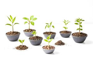 Small Plants In Pots On A White Background photo