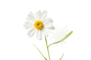 White Daisy Flower with Yellow Center on White Background photo