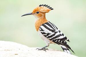 Hoopoe Bird Perched on a Rock with a Green Blurred Background photo