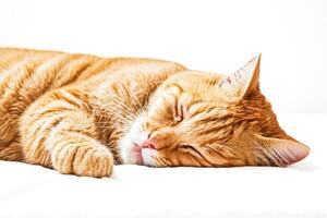 Adorable Ginger Cat Sleeping Soundly on a White Background photo