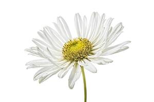 Single White Daisy Flower Isolated on White Background photo