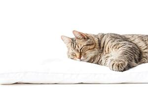 Sleeping cat on white pillow photo