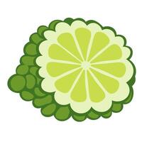isolated fruit in shape flat style vector