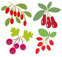 shape fruits set vector