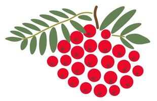 isolated fruit in shape flat style vector