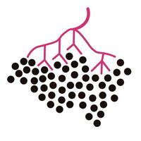 isolated fruit in shape flat style vector