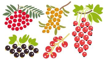shape fruits set vector