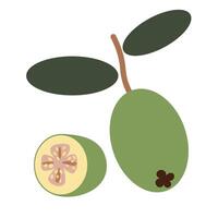 isolated fruit in shape flat style vector