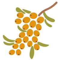 isolated fruit in shape flat style vector