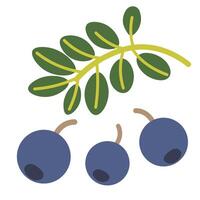 isolated fruit in shape flat style vector