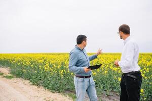 Two farmer standing in a rape field and looking at tablet, they are examining corp. Young handsome agronomist. Agribusiness concept. agricultural engineer standing in a rape field. photo