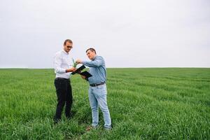 Two farmer standing in a wheat field and looking at tablet, They are examining corp photo