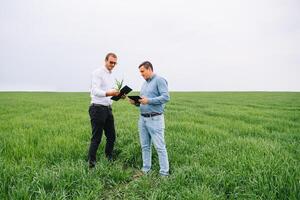 Two farmer standing in a wheat field and looking at tablet, They are examining corp photo