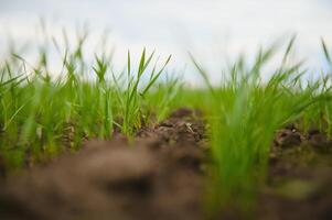 Sprouts of young barley or wheat that have just sprouted in the soil, dawn over a field with crops. photo