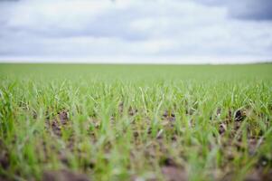 Sprouts of young barley or wheat that have just sprouted in the soil, dawn over a field with crops. photo