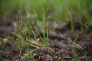 Sprouts of young barley or wheat that have just sprouted in the soil, dawn over a field with crops. photo