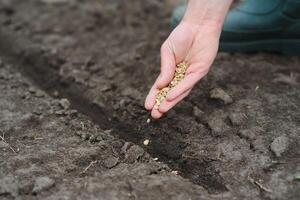A woman's hand puts the seeds of a plant in the ground to help it grow and protect it. The concept of caring for plants and growing organic products photo