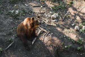 Brown bears in the forest. European bear moving in nature. photo