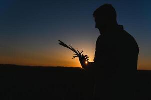 Closeup shot of a man checking the quality of the wheat spikelets on a sunset in the middle of the golden ripen field. Farm worker examines the ears of wheat before harvesting. Agricultural concept photo