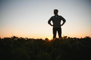 Agronomist inspecting soya bean crops growing in the farm field. Agriculture production concept. young agronomist examines soybean crop on field in summer. Farmer on soybean field. photo