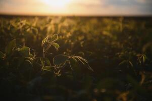 Soybean field, green field, agriculture landscape, field of soybean on a sunset sky background photo
