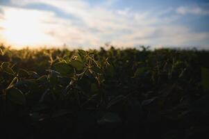 Soybean field, green field, agriculture landscape, field of soybean on a sunset sky background photo