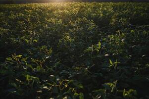 Soybean field, green field, agriculture landscape, field of soybean on a sunset sky background photo