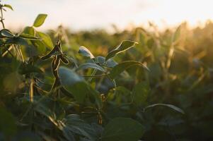 Closeup of green plants of soybean on field photo