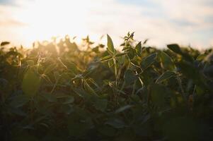 Open soybean field at sunset.Soybean field. photo