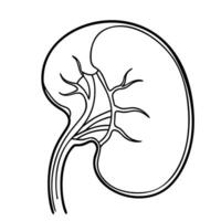 Bud. Internal organs. Icon on a white background. One line vector
