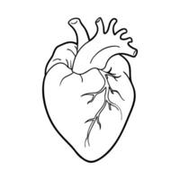 human heart. Internal organs. Icon on a white background. One line vector
