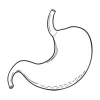 Stomach. Internal organs. Icon on a white background. One line vector