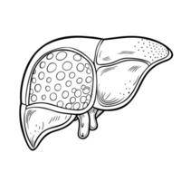 Liver. Internal organs. Icon on a white background. One line vector