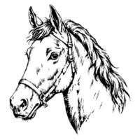 Sketch of a horse on a white background vector