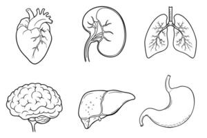 Set of isolated icons with different human internal organs cartoon style vector