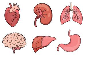 Set of isolated icons with different human internal organs cartoon style vector